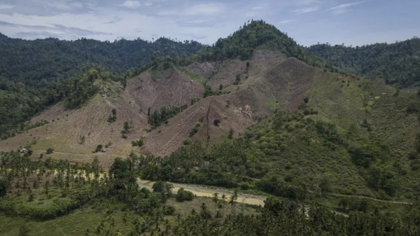 Indonesian forests pay the price for the growing global biomass energy demand