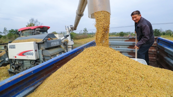 Major Chinese agricultural provinces secure grain harvest despite extreme weather