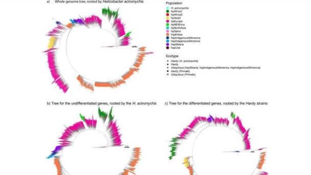 The long association between humans and our stomach bacteria