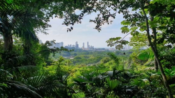 Japan-style ‘tiny forests’ are taking root in British cities