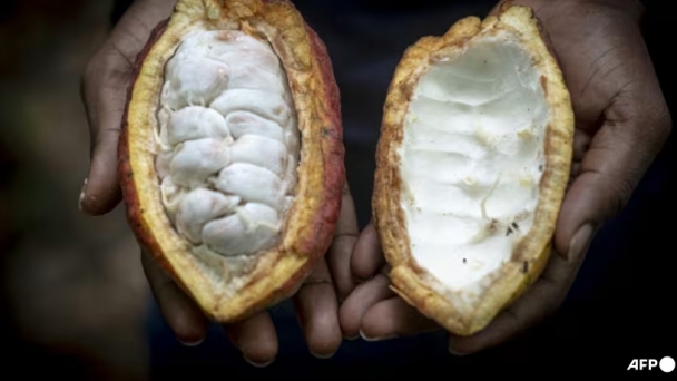 Soaring cocoa prices leave farmers, consumers with bitter taste