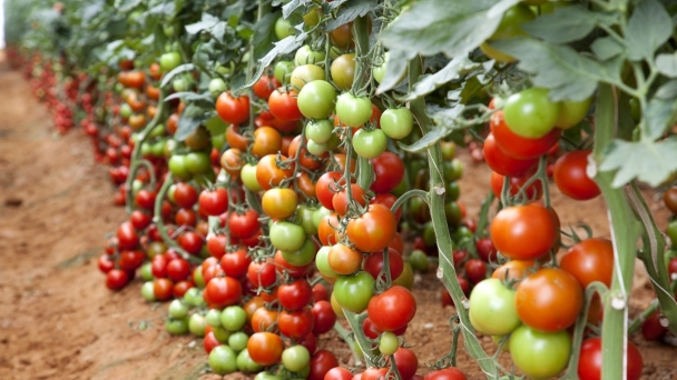 Combination of fertilize and herbicide aids in open field tomato growth