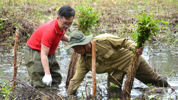 Planting melaleuca trees to reforest U Minh Thuong National Park