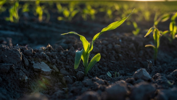 Making agriculture more resilient to climate change