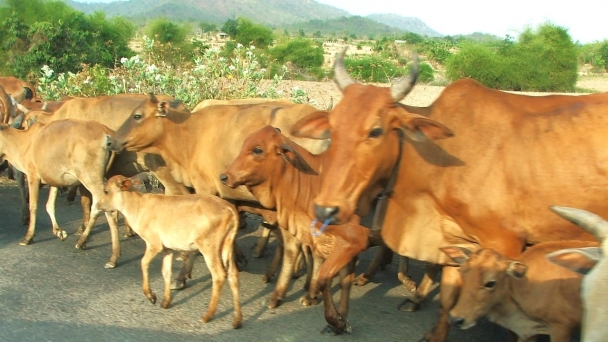 Xu hướng chăn nuôi bò thịt dựa trên công nghệ và thị trường