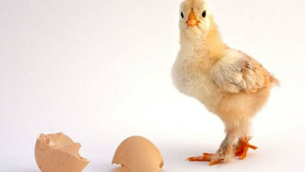 Poultry business update: What did you miss this October?