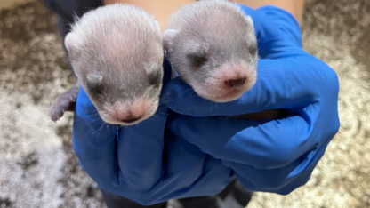 Cloned black-footed ferret gives birth for first time ever, a landmark in Colorado-based reintroduction efforts