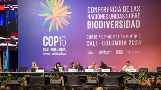 Cop16: the world’s largest meeting to save nature has ended with no clear path ahead