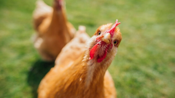 Poultry industry leaders recognised at Good Farm Animal Welfare awards