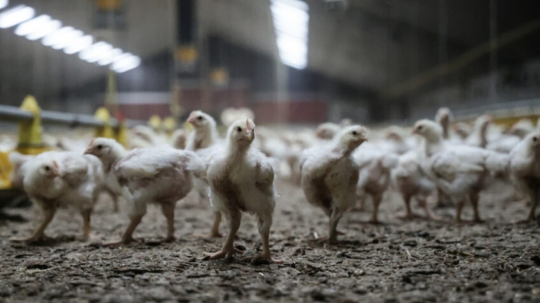 Poultry meat remains popular in Europe