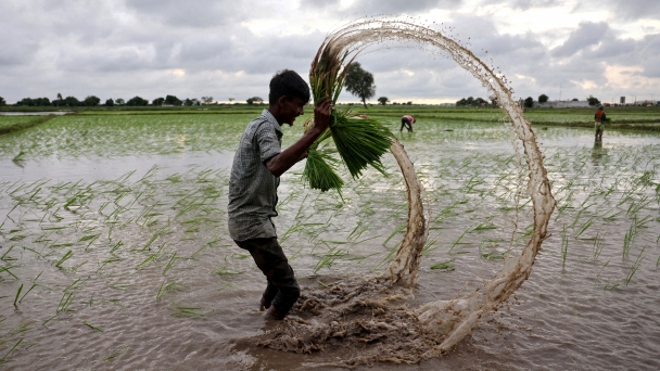 Global water crisis threatens half of world's food production by 2050