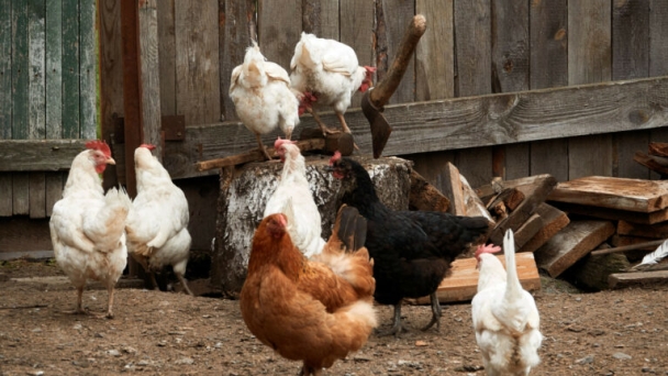 Russian backtracks on plans to ban free-range poultry farming