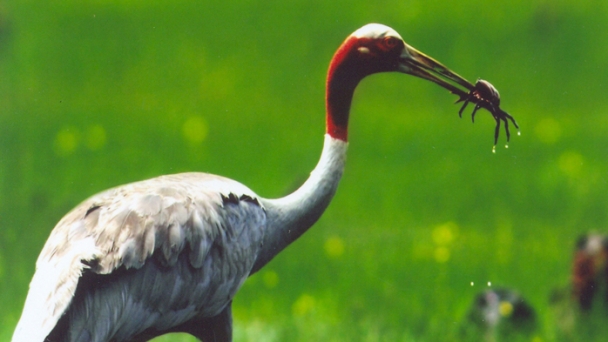 Training communication skill for red-crowned crane conservation and development