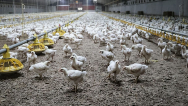 Addressing evolving velogenic Newcastle disease virus strains