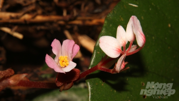 Discovering a new plant species in Quang Tri province