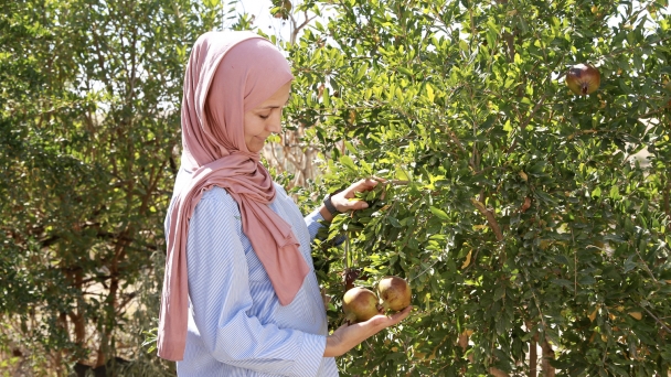 FAO and COP29 Presidency launch the ‘Baku Harmoniya Climate Initiative for Farmers’