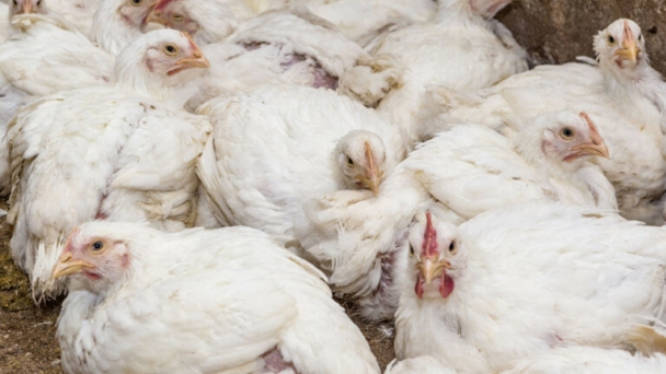 Ukrainian poultry farmer reveals plan of huge investments in Slovakia