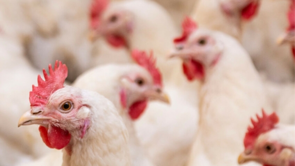 Genetic clues could help breed chickens resilient to bird flu