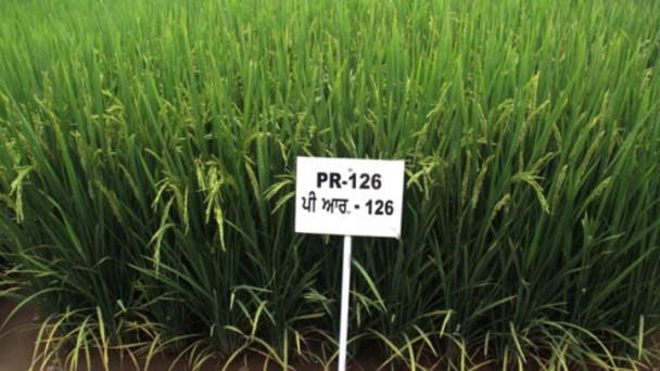 Why Punjab farmers are crying foul over yield of PR 126 paddy variety?