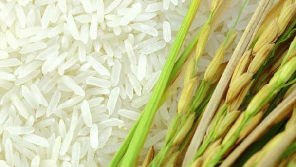 Funds facilitate West Africa rice production