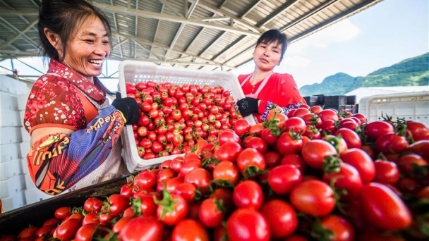 Chinese scientists find new method to sweeten tomatoes