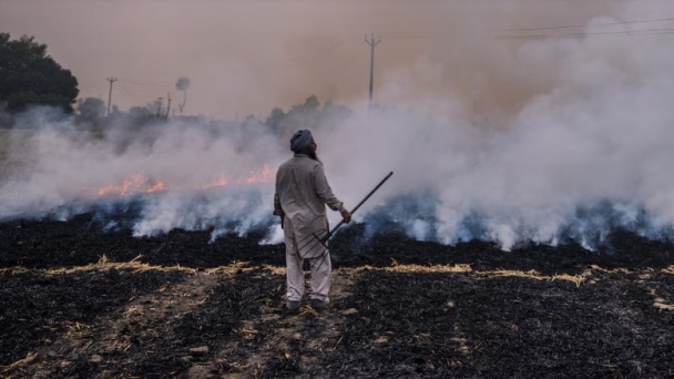 How a change in rice farming unexpectedly made India’s air so much worse