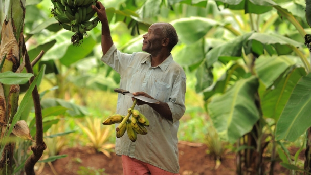 FAO analysis maps Nationally Determined Contributions, identifies opportunities, gaps & risks related to agrifood climate solutions