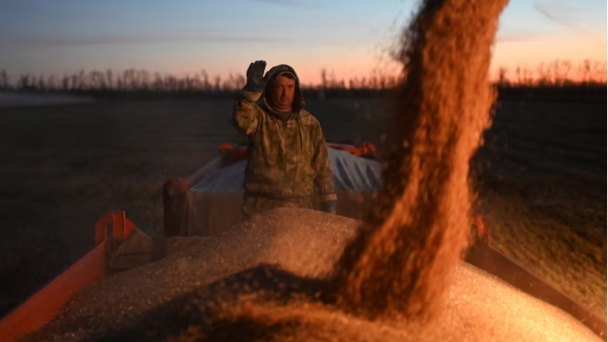 Russian farmers ditch wheat for other crops after heavy losses