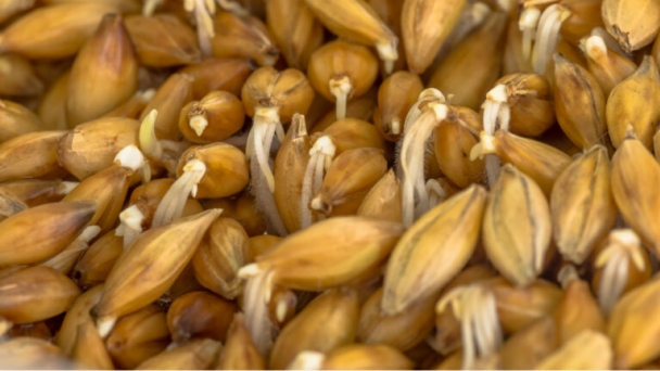 Sprouted barley as a potential feed supplement for laying hens