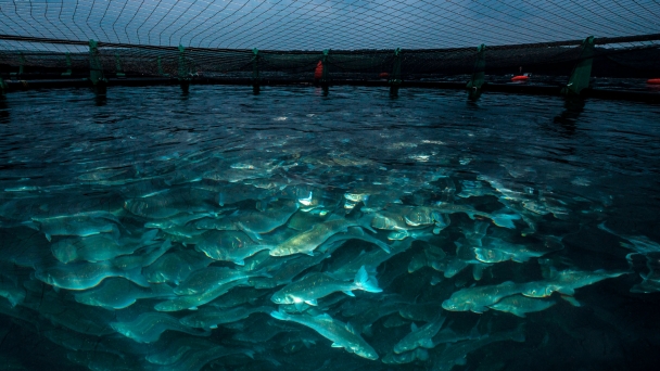 Aquaculture could harm animal welfare or protect it, depending on what species the farms raise