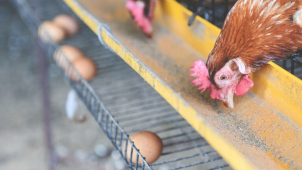 Robotics to detect dead hens in caged houses