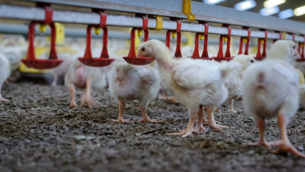 Rotation strategy to cool poultry IBD challenges