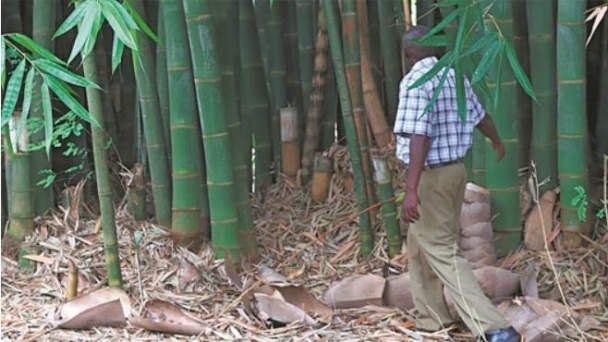 Chinese-funded bamboo project helps counter Kenya's flood problems