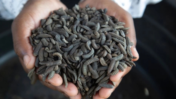 Some Zimbabwe farmers turn to maggots to survive drought and thrive