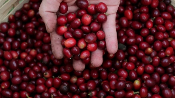 Banks behind troubled Brazil coffee traders could take $181 million hit