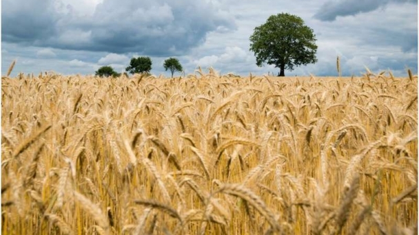 Global food yields have grown steadily during last six decades