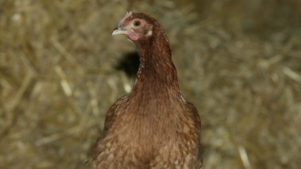 Amendments made to UK’s welfare standards for laying hens