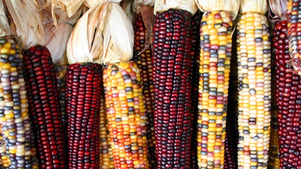 Genetic origins of North American corn varieties revealed