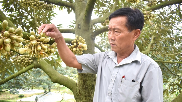 Cái Bè chuyển đổi trên 9.600ha đất lúa sang trồng cây ăn quả