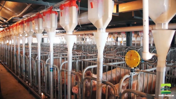 Smart pig farming helps bring home the bacon