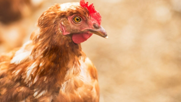 Poland lagging in cage-free hen commitments