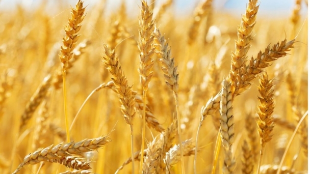 War’s impact on wheat (and vice-versa)