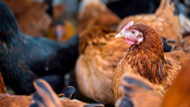 Is the UK egg sector on track to be cage-free by 2025?