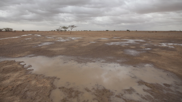 UN Desertification COP16 in Riyadh: FAO urges global action to restore agricultural land