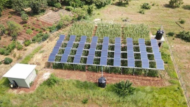 Incredible results of pairing solar panels with agriculture:'We were able to get more from the land'