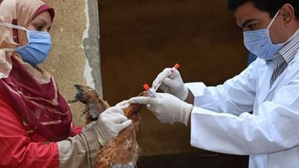 Avian flu reported in 108 countries across five continents, says UN health agency