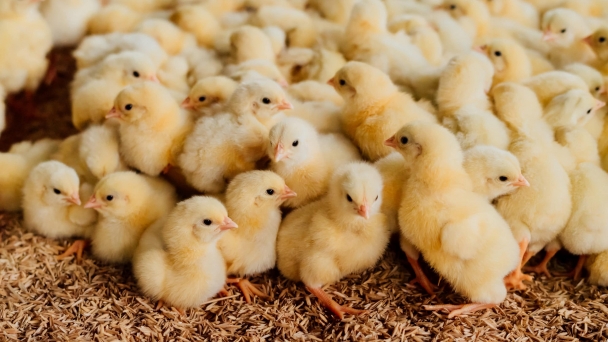 The US egg industry kills 350 million chicks a year. New tech offers an alternative