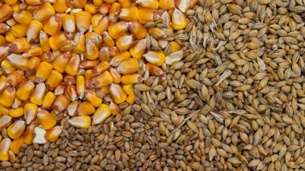 EU grains output to rebound in 2025