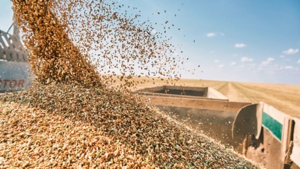 Brazil’s wheat crop plagued by quality concerns