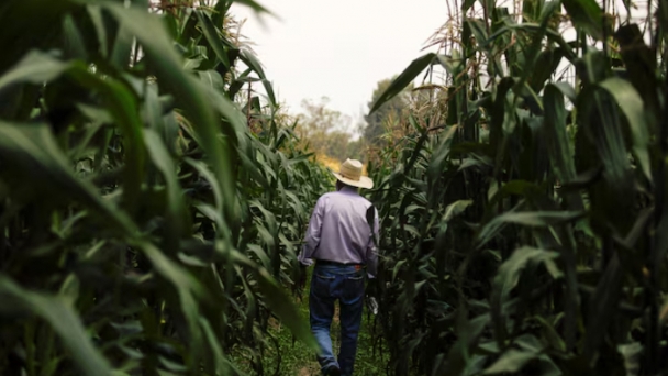 Mexican president confident Congress will ban planting GM corn in 2025